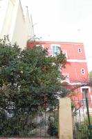 Zitronen wachsen hier überall