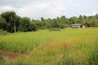 Reisfelder am Habarana-See