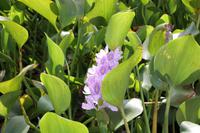 Wasserhyazinthe auf dem Habarana-See