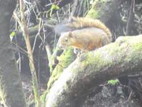 Eichhörnchen im Nationalpark Poas
