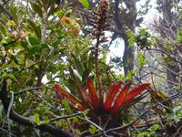 Im Nationalpar Vulkan Poas