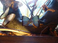 Im Schmetterlingshaus