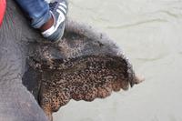 Ritt auf einem Elefanten