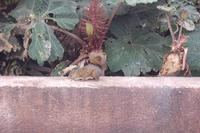 Emsiges Eichhörnchen sammelt bunte Smarties