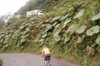 Steile Serpentinen im Nebelwaldgebiet 