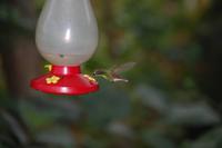 Kolibri an der Zuckerwasser-Tränke
