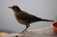 Vogelbeobachtung 