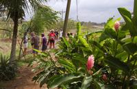 Erfrischung aus frischen Kokosnüssen