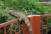 Leguan an der Leguanbrücke in Muelle