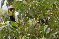 Tukan am Hotel Eco Lodge in La Fortuna