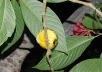 Regenvogel oder Gelbbauch-Spateltyrann (Common Tody-Flycatcher, Todirostrum cinereum)