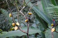 Eichelspecht (Acorn Woodpecker, Melanerpes formicivorus)