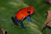 Pfeilgiftfrosch - Vorsicht - nicht küssen!!