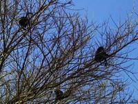 Brüllaffen in den Bäumen