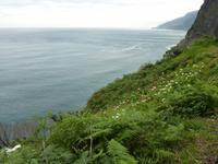 Callas- nicht im Garten