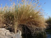 Ausflug mit dem Boot zum Nubischen Dorf