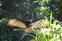 Königsgeier im Carara-Nationalpark