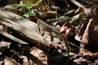 Echse im Carara-Nationalpark