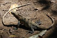Leguan im Carara-Nationalpark