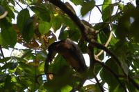 Kahnschnabelvogel im Carara-Nationalpark