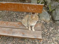 Mietze am Kaledonia Wasserfall