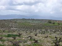 In den Weinplantagen von Chrysorrogiatissa