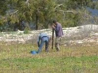 Neupflanzung von Weinstöcken bei Panayia