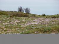 Dünenlandschaft auf der Sinishalbinsel