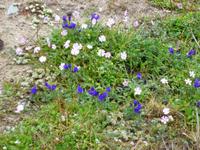 überall Frühlingsblüher