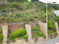 immer wieder die Wolfsmilch