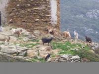 Ziegen zwischen den Felsen