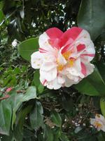Blume im Ueno-Park