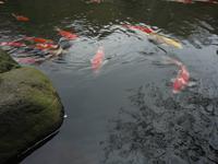 Koi im Happoen-Garten