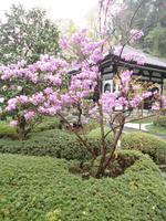 Hasedera-Tempel_8