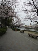 Kirschblüten in Hiroshima