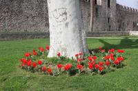Blumen vor dem Topkapi Palast