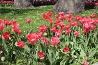Blumen vor dem Topkapi Palast