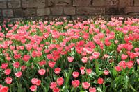 Blumen im Topkapi Palast