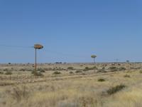 Nester der Siedelweber