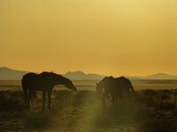 Wildpferde bei Aus