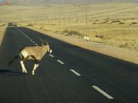 Oryx kreuzt die Straße