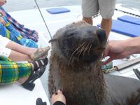 Auf Tuchfühlung mit einer Robbe