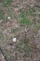 Zuckerrohrpflanze auf dem Grundstück von Juanito