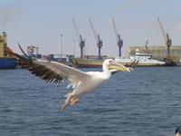 Pelikan im Landeanflug