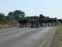 Ständiges Bild - Rinder überqueren die Straße