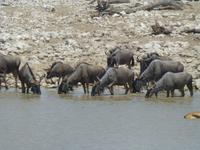 Gnuherde bei Okaukuejo