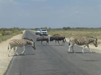 Im Etosha heißts Zebras nach rechts ...Gnus nach links ;-)
