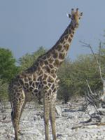 Giraffe beim Wasserloch Ombika