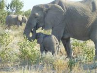 Elefantenmutter mit ihrem Jungtier