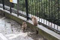 Lebendige Wahrzeichen von Gibraltar - Die Gibraltar-Affen